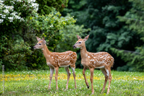 Two Fawns