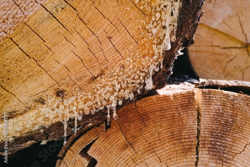 Leaking tree sap from the logs