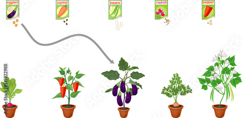 Educational matching game for biology lesson. Different vegetable plants with fruits in flower pots and open sachet with seeds isolated on white background