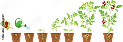 Life cycle of tomato plant. Growth stages from seeding to flowering and fruiting plant with ripe red tomatoes and root system in flower pot isolated on white background