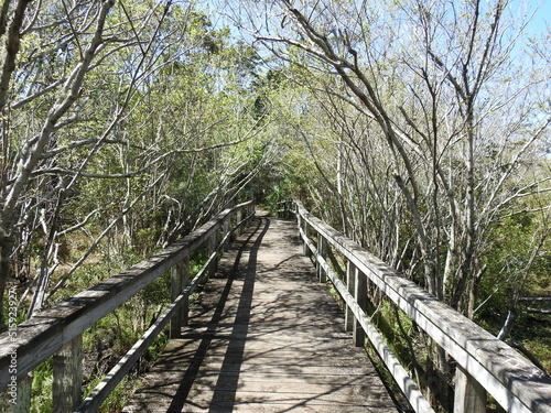 Photography Tourist enjoy hiking the Buxton Woods Trail located in the Outer Banks, Cape Hatteras National Seashore, Dare County, North Carolina