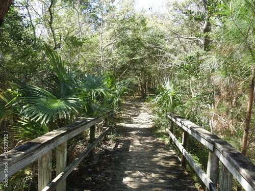 Fototapeta Tourist enjoy hiking the Buxton Woods Trail located in the Outer Banks, Cape Hatteras National Seashore, Dare County, North Carolina