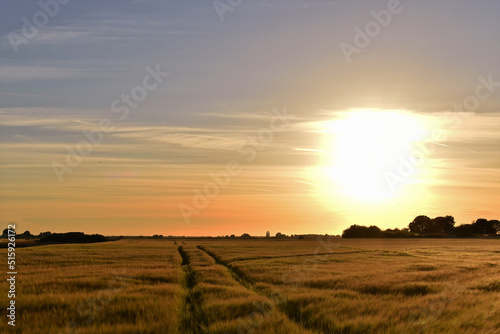 Summer Sunset Over Golden Barley Fields