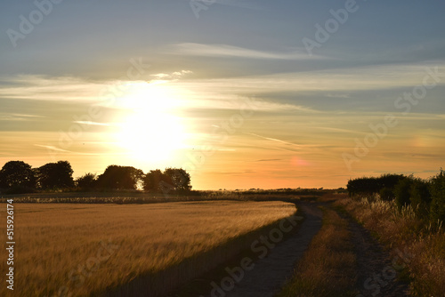 Summer Sunset Over Golden Barley Fields With Path Down Side