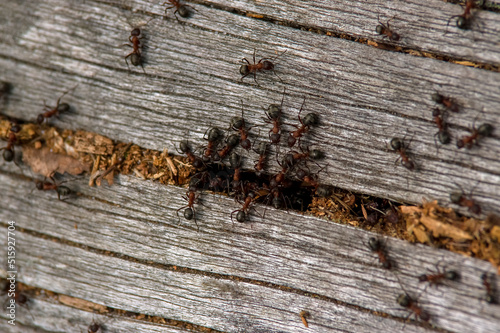 Mrowisko mrówki na pniu drzewa w lesie. 