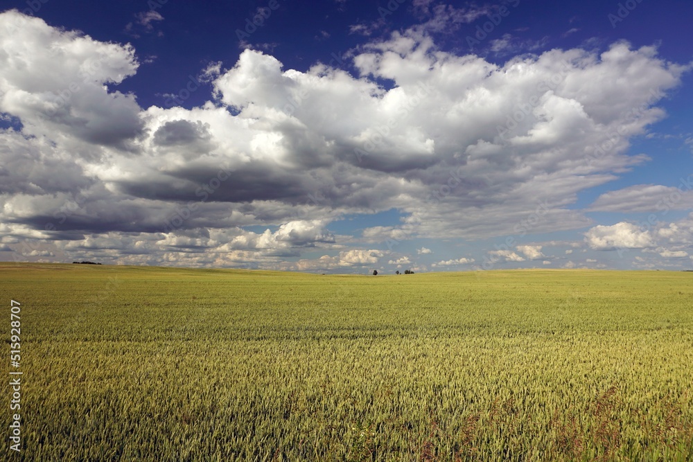 Rural landscape. Immense spaces. Fields of cereals. Beautiful white clouds in the blue sky. Horizon Rural landscape. Immense spaces. Fields of cereals. Beautiful white clouds in the blue sky. Horizon