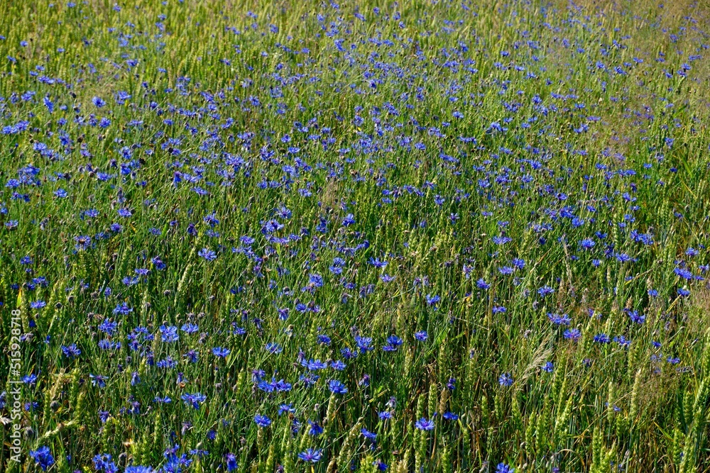 Fototapeta premium Cornflowers flowers on a cereal field. View from above. beautiful background