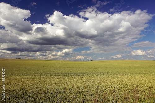 Rural landscape. Immense spaces. Fields of cereals. Beautiful white clouds in the blue sky. Horizon
