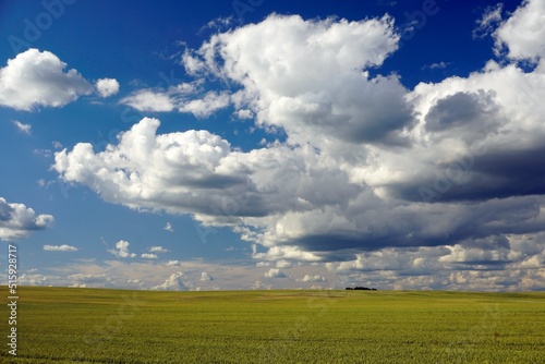 Rural landscape. Immense spaces. Fields of cereals. Beautiful white clouds in the blue sky. Horizon