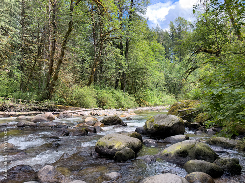 Wallpaper Mural Small rocky river flowing through the Olympic Forest of Washington state Torontodigital.ca