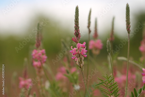 fiori rosa di lupino selvatico in primavera