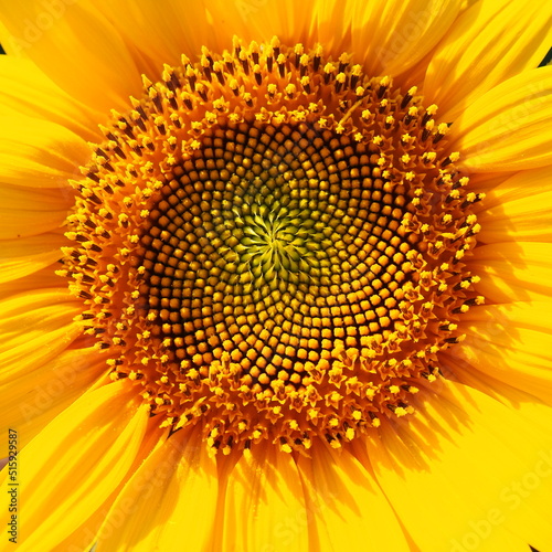 The Helianthus sunflower is a genus of plants in the Asteraceae family. Annual sunflower and tuberous sunflower. Agricultural field. Blooming bud with yellow petals. Furry leaves. Serbia agriculture photo