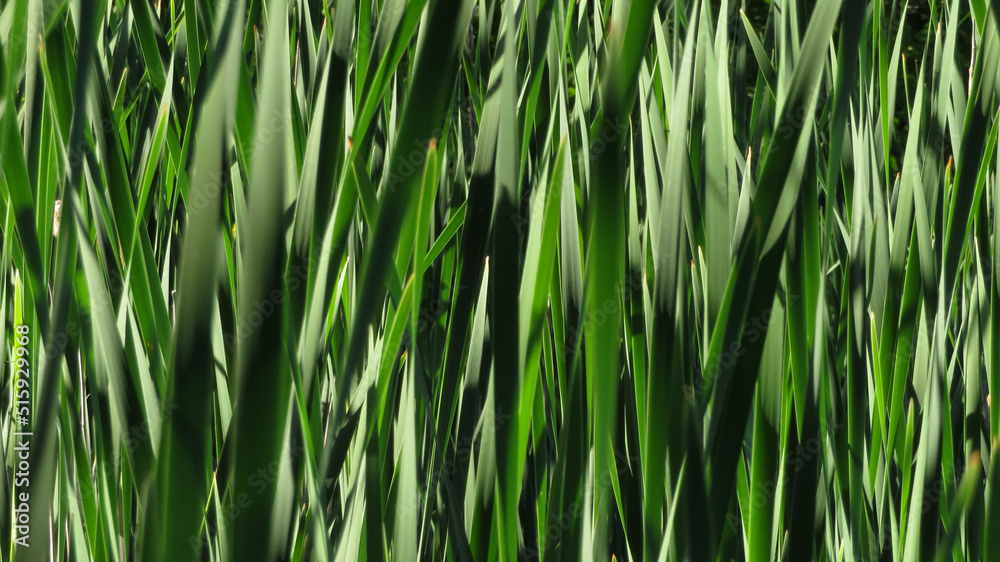 Naklejka premium Blades of greens
