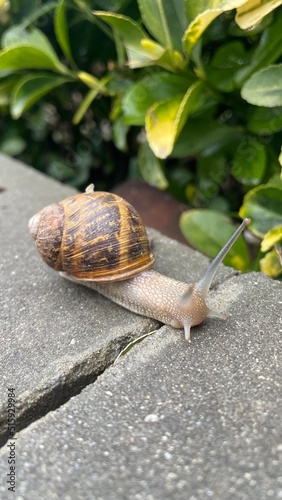 slow walking snail photo