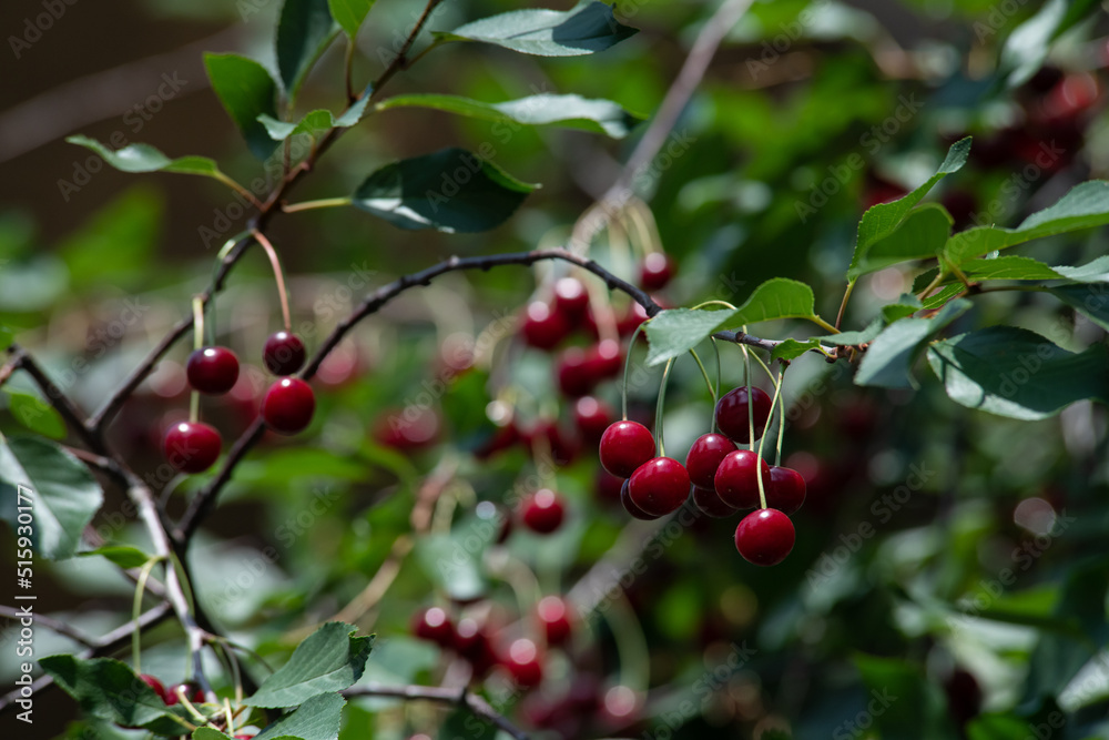 Cherry branch with fruits against the blue sky on a rainy day, food and gardening Cherry branch with fruits against the blue sky on a rainy day, food and gardening