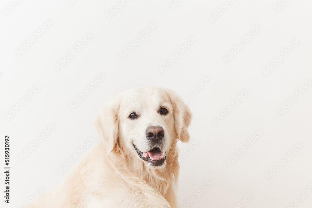 Smiling golden retriever looking at camera on white background closeup in studio