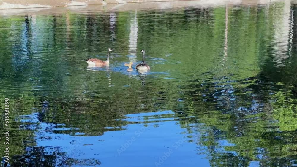 Family of Canadian geese swimming and fishing in a pond of water Family of Canadian geese swimming and fishing in a pond of water