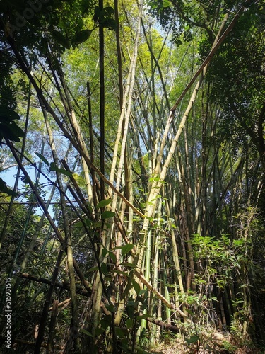 El canto del bamboo