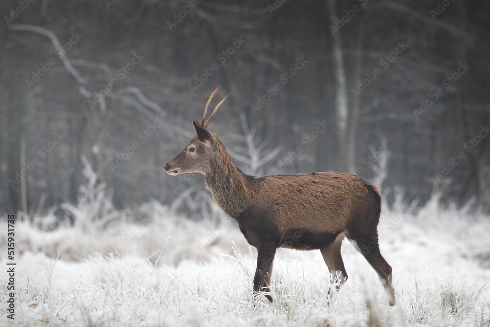 Obraz premium Beautiful young male red deer, Cervus elaphus, on a white meadow in the snow, a large forest animal in a game refuge, nature reserve in winter, beautiful snow-covered meadow, wild animal