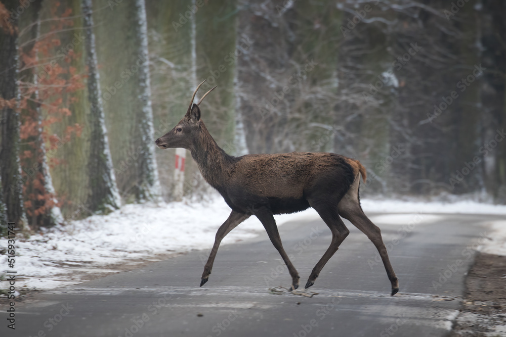 Fototapeta premium Beautiful young male red deer, Cervus elaphus, on a white meadow in the snow, a large forest animal in a game refuge, nature reserve in winter, beautiful snow-covered meadow, wild animal