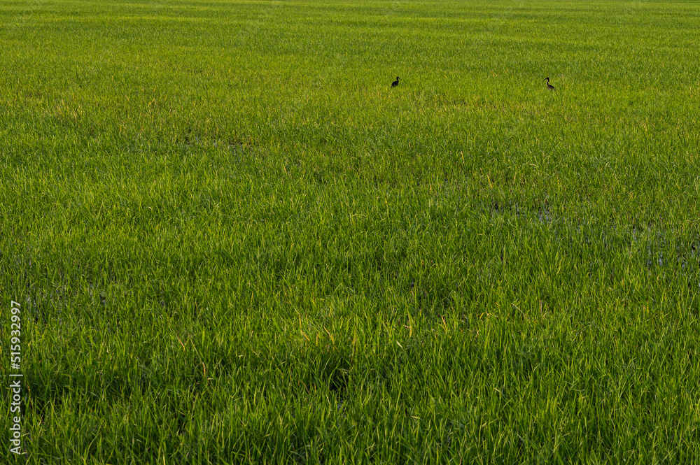 Obraz premium green rice field