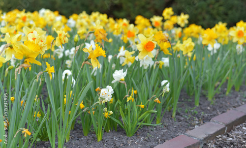 Many yellow and white daffodils in the ground