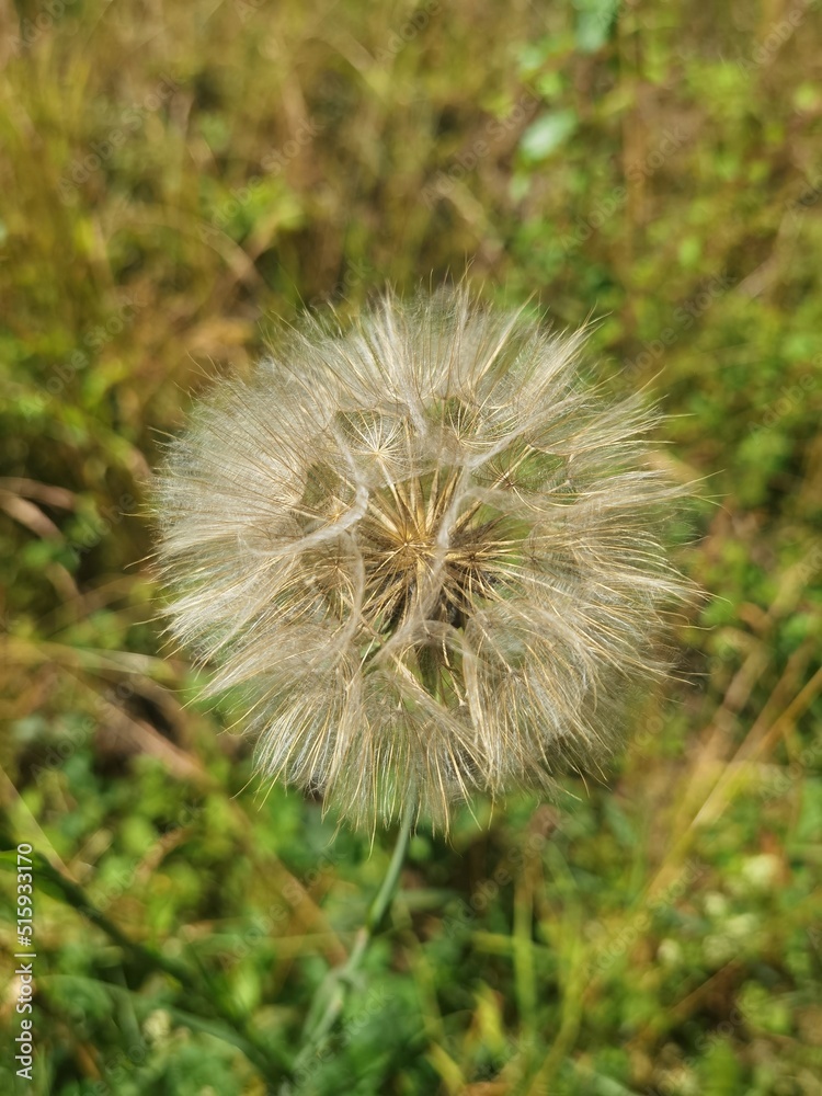 dandelion seed head