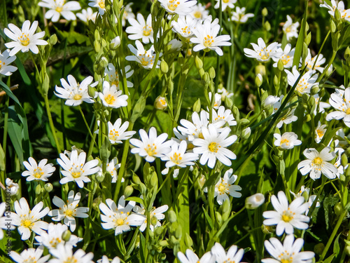 white daisies in the grass