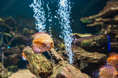 Colorful fish from the spieces Symphysodon discus in aquarium. Closeup of adult fish photo