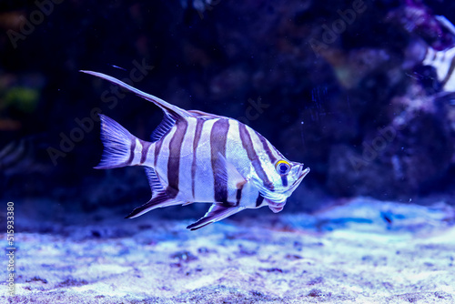 Old Wife (Enoplosus armatus) A black and white striped fish with a small head and long fins on top swimming in aquarium photo