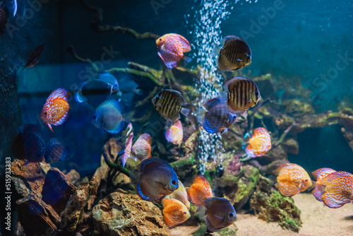 Colorful fish from the spieces Symphysodon discus in aquarium. Closeup of adult fish photo
