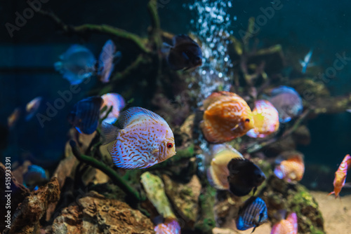 Colorful fish from the spieces Symphysodon discus in aquarium. Closeup of adult fish photo