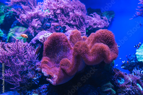 Fototapeta Naklejka Na Ścianę i Meble -  Animals of the underwater sea world. Ecosystem. Colorful tropical fish. Life in the coral reef.