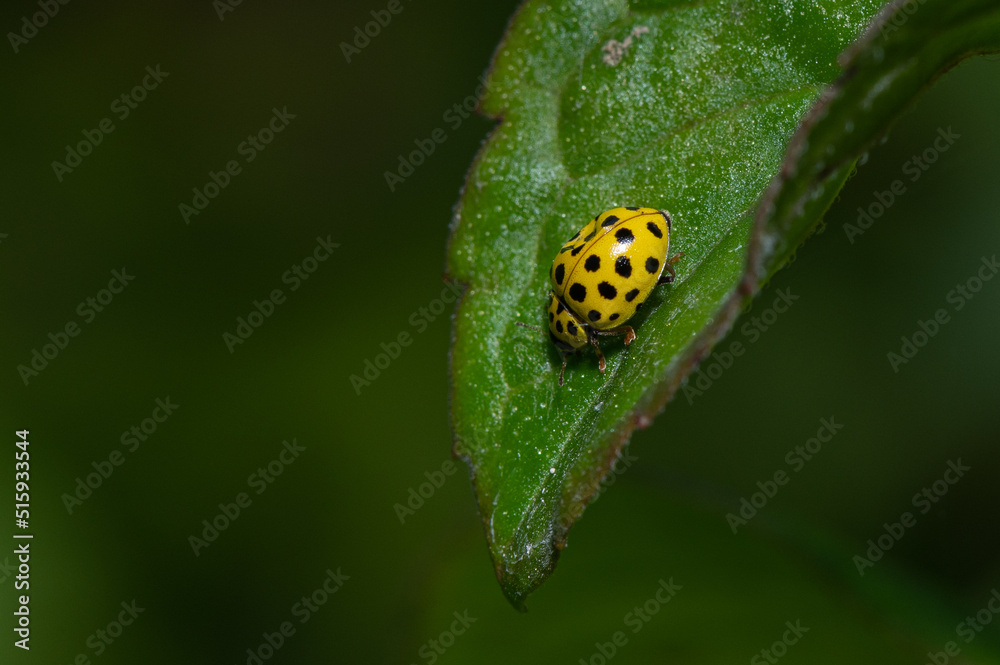 Psyllobora vigintiduopunctata - 22-spot ladybird - Coccinelle à vingt-deux points - Coccinelle marsupilami Psyllobora vigintiduopunctata - 22-spot ladybird - Coccinelle à vingt-deux points - Coccinelle marsupilami