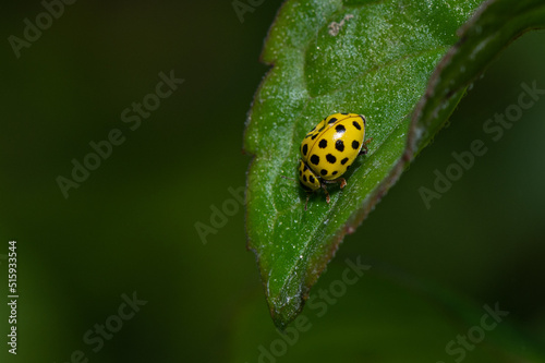 Psyllobora vigintiduopunctata - 22-spot ladybird - Coccinelle à vingt-deux points - Coccinelle marsupilami photo