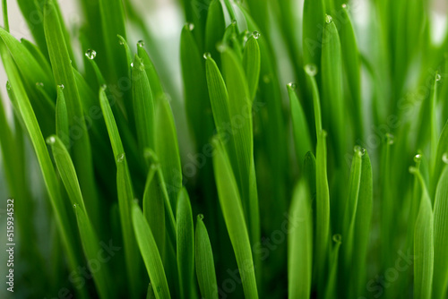 Green grass with dew drops on the tops of the blades of grass.