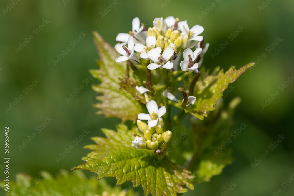Garlic mustard (alliara petiolata) flowers in bloom Garlic mustard (alliara petiolata) flowers in bloom