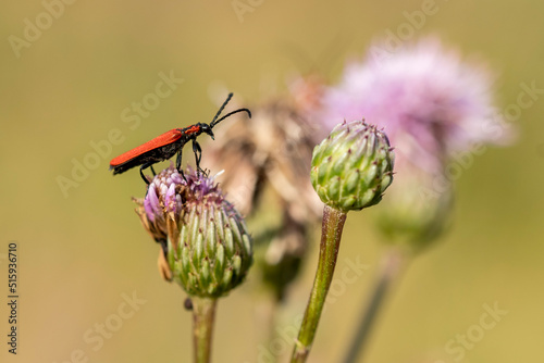 czerwony owad robak na kwiatku