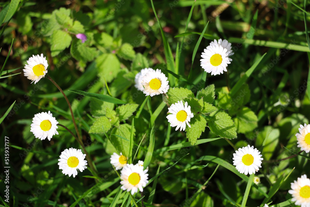 selective focus: Newly bloomed daisies with the most beautiful colors of spring	
