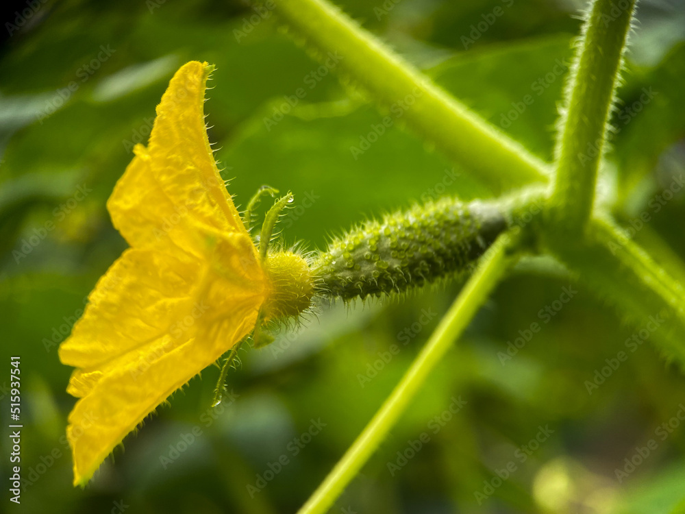 Macrophotography of a growing cucumber on a branch. Growing organic food Macrophotography of a growing cucumber on a branch. Growing organic food
