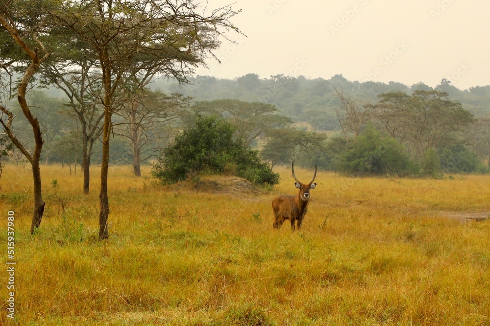 Fototapeta premium antelope in the savannah in uganda
