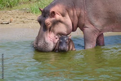baby hippopotamus in water  in uganda