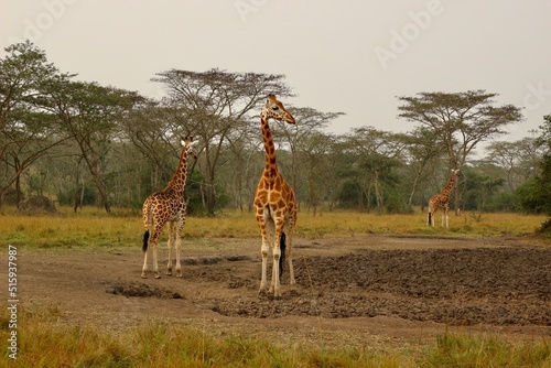 Canvas Print giraffe in the savannah in uganda