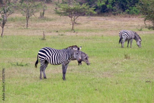 zebra in the savannah in uganda
