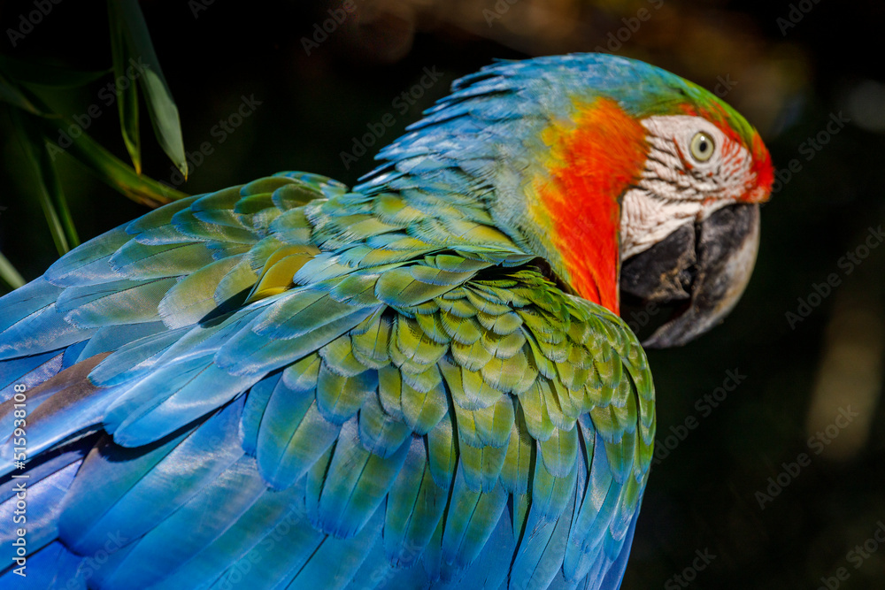 Obraz premium Colorful Macaw parrot back view in Brazil