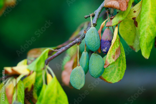 Withered plums on branch in july photo