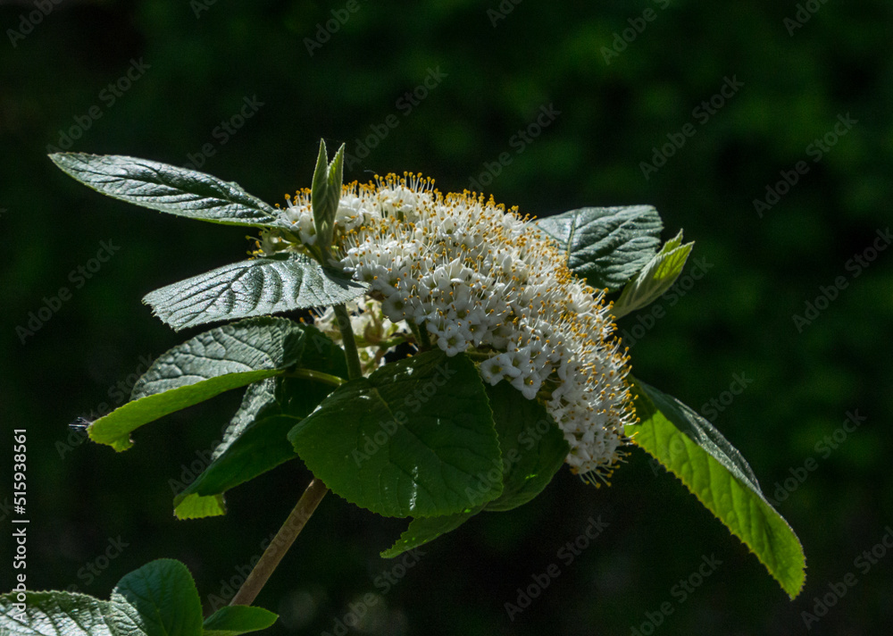 Fototapeta premium branch of a blossoming bush