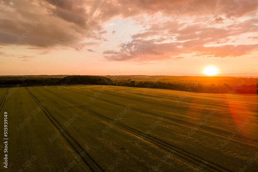 Aerial landscape view of yellow cultivated agricultural field with ripe wheat on vibrant summer evening