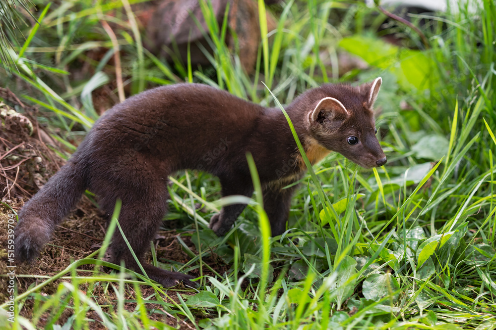 American Pine Marten (Martes americana) Kit Stands in Grasses Looking Right Summer American Pine Marten (Martes americana) Kit Stands in Grasses Looking Right Summer