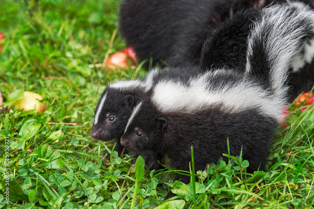 Two Striped Skunk (Mephitis mephitis) Kits Stand Side By Side Summer Two Striped Skunk (Mephitis mephitis) Kits Stand Side By Side Summer